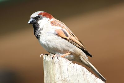 Close-up of bird perching on wood