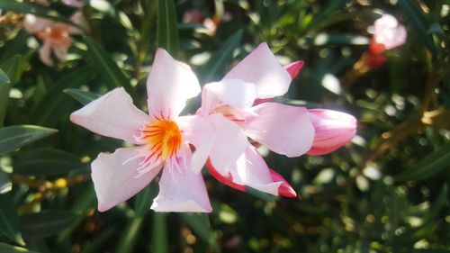 Close-up of pink flowering plant