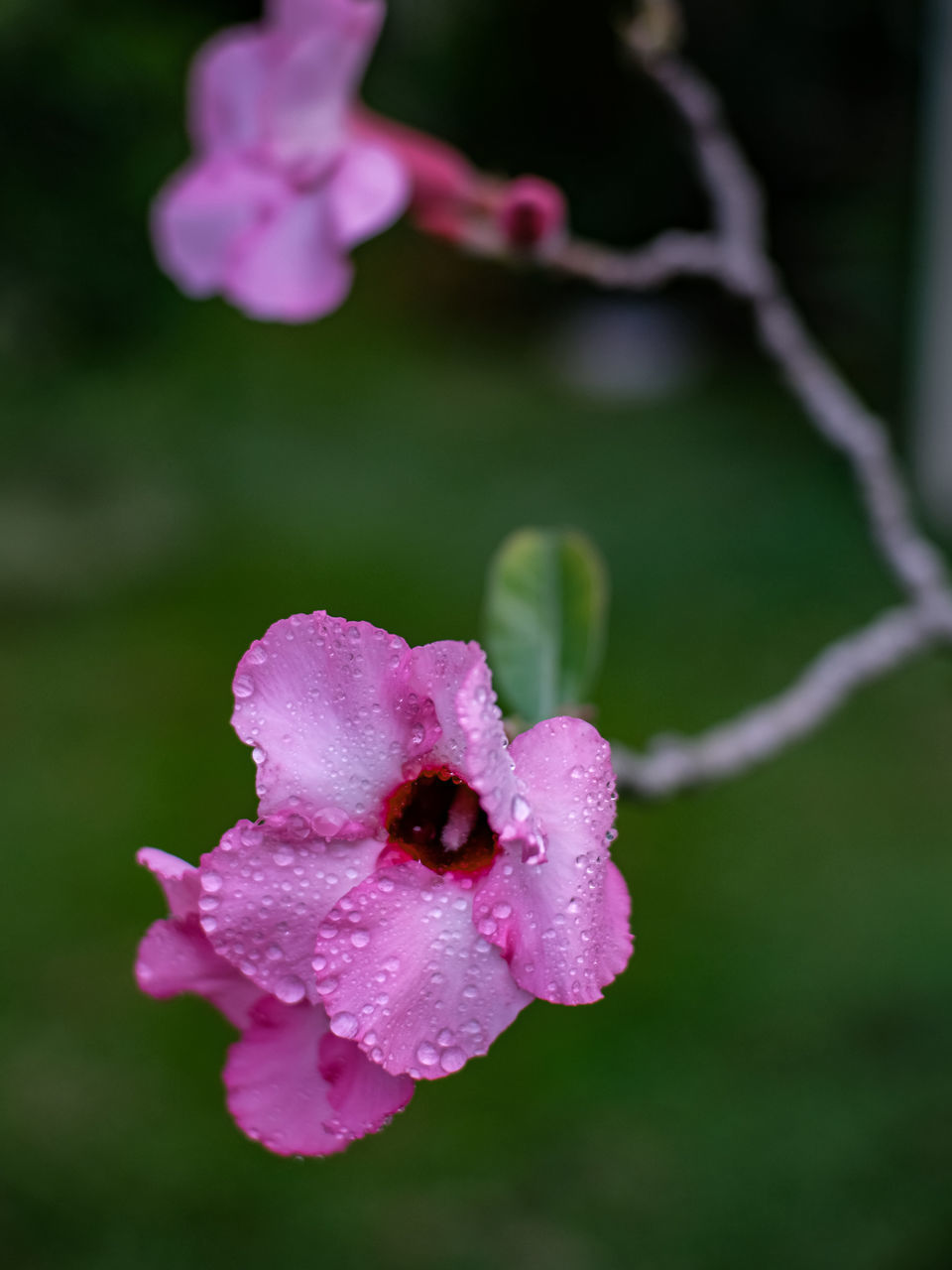 CLOSE-UP OF WET PINK FLOWER