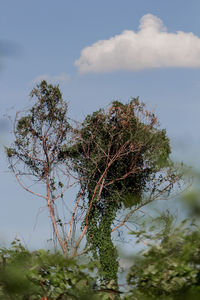 Low angle view of tree against sky