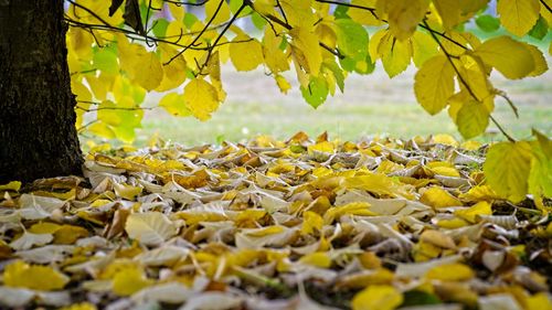 Close-up of autumn leaves on tree