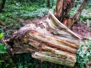 Close-up of tree trunk in forest