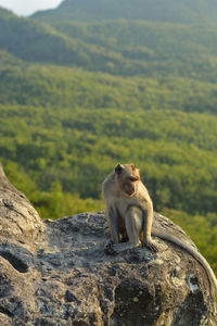 Wild javanese monkey that stands on a rock with a view of the hills