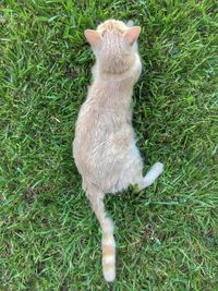 High angle view of cat sitting on field