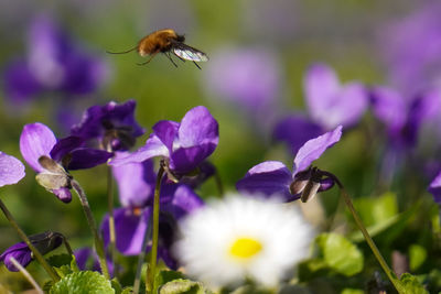 Close-up of bee pollinating on purple flower