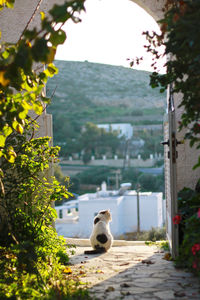 Close-up of bird by plants against built structure