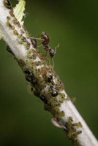 Close-up of insect on plant