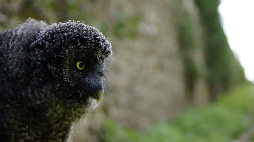 Close-up portrait of a bird