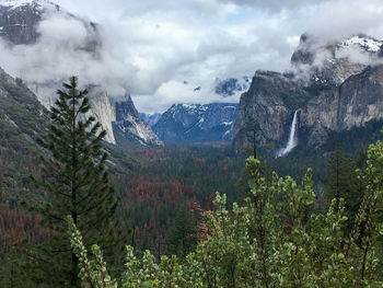 Scenic view of pine trees and mountains against sky