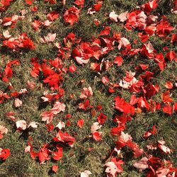 Full frame shot of red tree