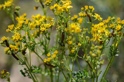 Close-up of yellow flower