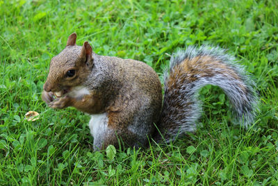 Close-up of squirrel on field