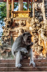 Monkey in a temple