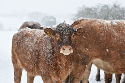 Portrait of cows on field during winter