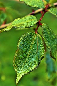 Close-up of green leaves on plant