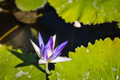 Close-up of water lily in pond