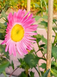 Close-up of pink flowering plant