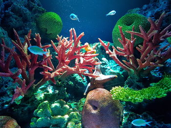 Close-up of fish swimming in sea