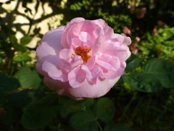 Close-up of pink flowers