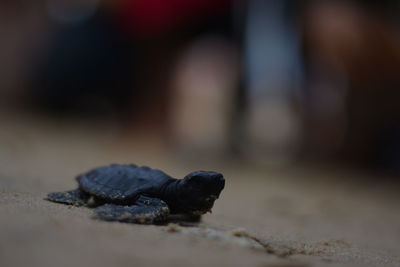 Close-up of shell on sand