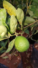 Close-up of fruits growing on tree