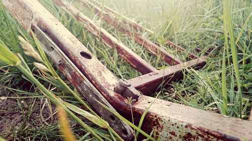 Close-up of plant growing on field