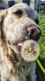 Close-up of a dog