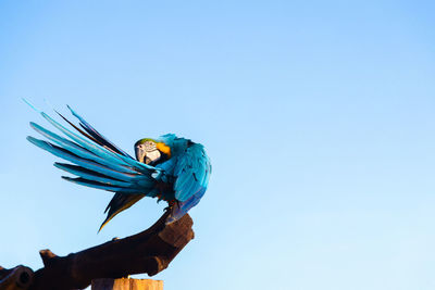 Blue yellow macaw parrot bird is on a big timber, turn body to clean feather look beautiful