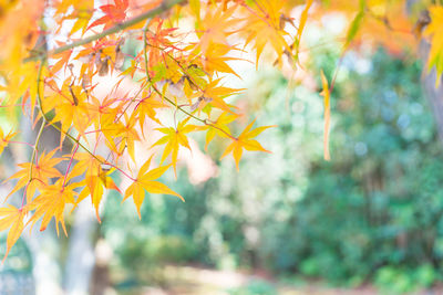 Close-up of yellow flowering plant during autumn