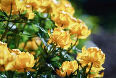 Yellow trollius flowers blooming in sunny garden, trollius asiaticus in spring