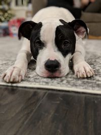 Close-up portrait of dog