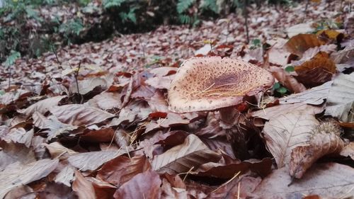 Close-up of dry autumn leaves