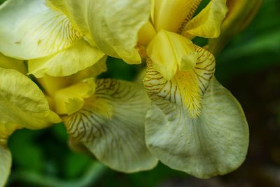 Close-up of yellow flowering plant