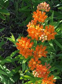 Close-up of orange flowers blooming outdoors