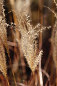 Close-up of succulent plant