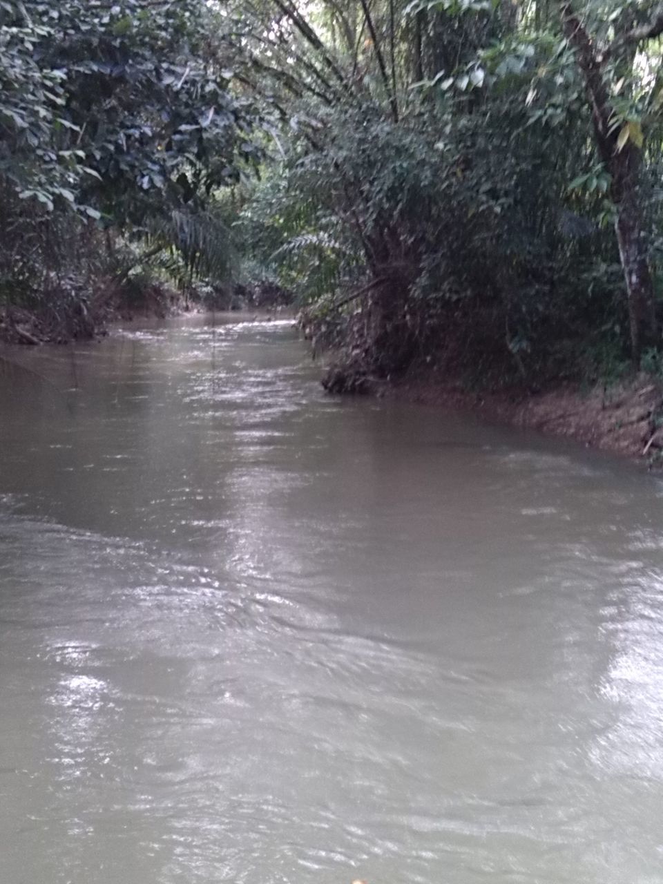 water, tree, tranquility, tranquil scene, beauty in nature, scenics, nature, river, waterfront, forest, growth, lake, stream, day, idyllic, outdoors, non-urban scene, no people, branch, reflection