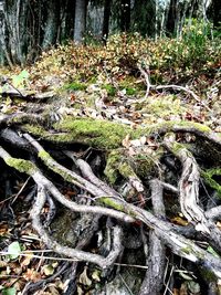 High angle view of tree roots in forest