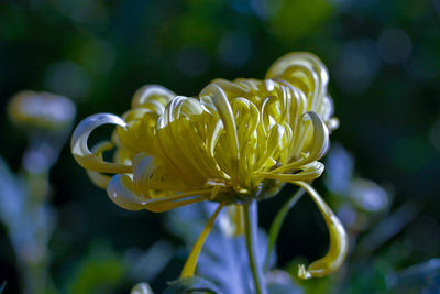 Close-up of white flowering plant