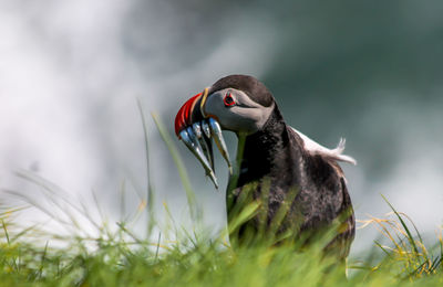 Close-up of bird perching outdoors