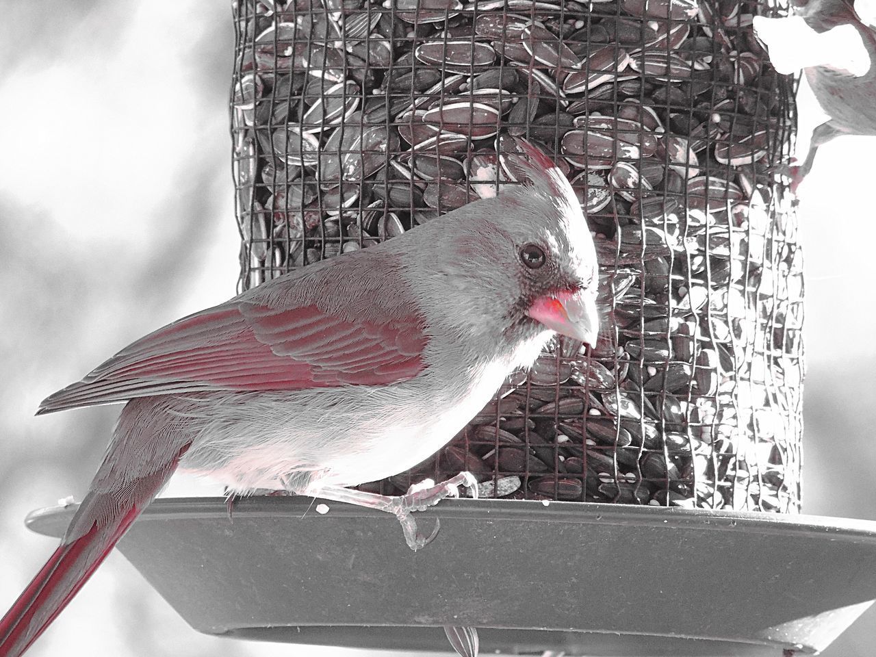 CLOSE-UP OF BIRD PERCHING ON METAL