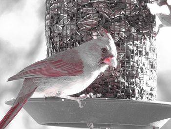 Close-up of bird perching on feeder