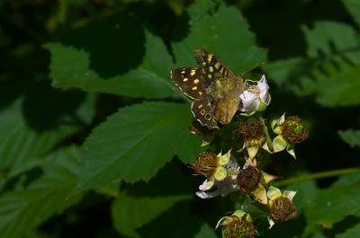 Close-up of butterfly on leaves