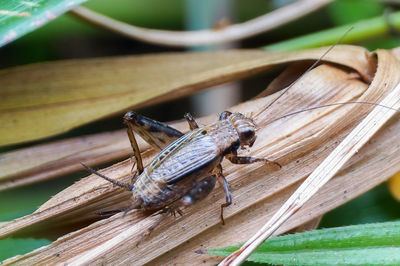 Close-up of insect on dry plant