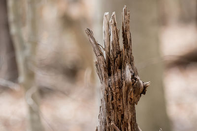 Decomposing wooden stump