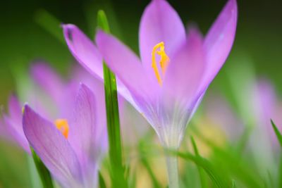Close-up of purple crocus blooming outdoors