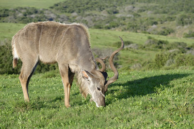 Greater kudu standing on grassy field