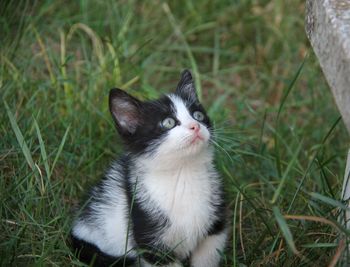 Portrait of kitten on field