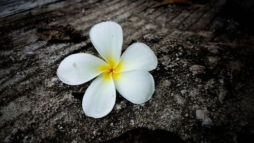 High angle view of frangipani blooming outdoors