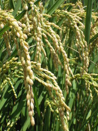 Rice is an important crop and a staple food for asian people