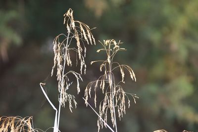 Close-up of dried plant on field